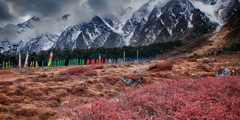  Yumthang Valley, the Valley of Flowers